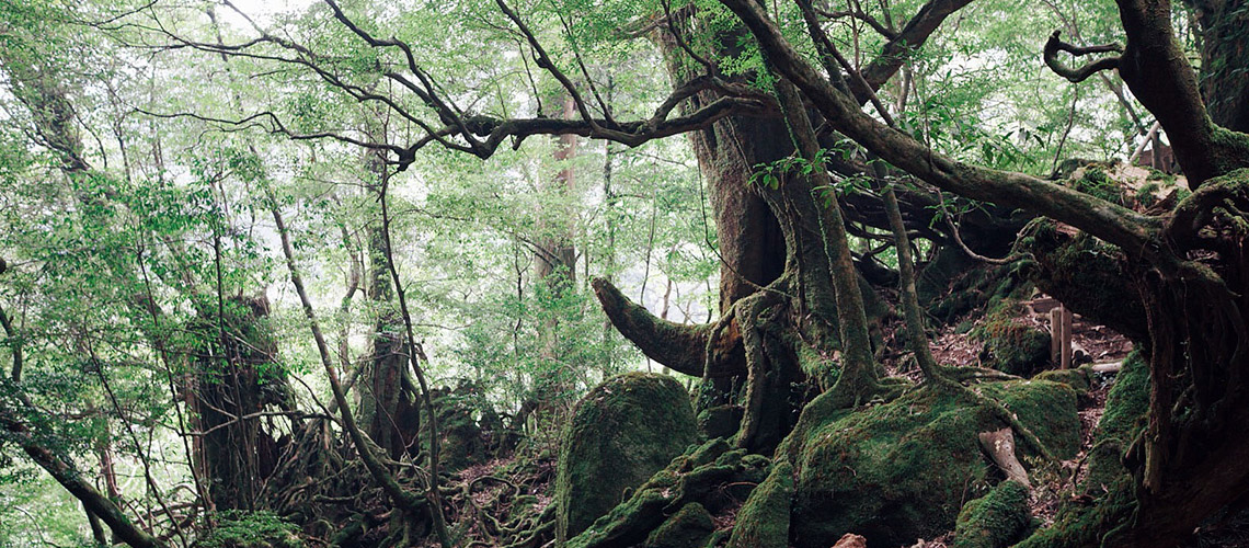 Shiratani Unsuikyo : ป่าญี่ปุ่นที่เป็นแรงบันดาลใจให้ฉากในแอนิเมชัน Studio Ghibli