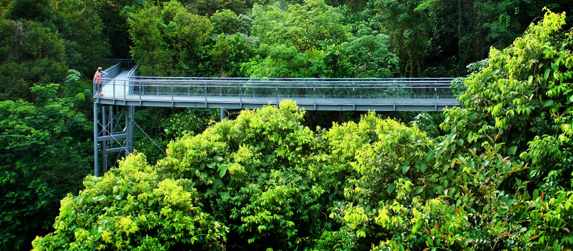 วิ่งข้ามสะพานผ่านต้นไม้ที่สิงคโปร์