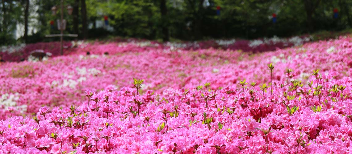 Azalea Festival : เทศกาลดอกอาซาเลียที่เปลี่ยนเกาหลีใต้ให้เต็มไปด้วยเนินเขาสีชมพู