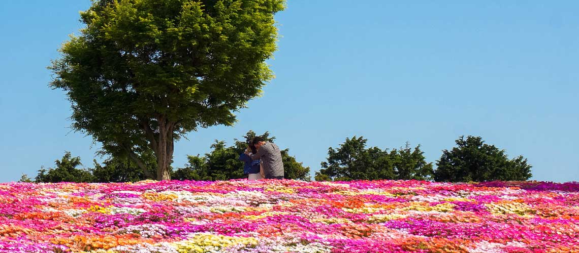 Nokonoshima Island Park : ปล่อยใจให้เริงร่ากลางทุ่งดอกไม้สีสดใสในฟุกุโอกะ