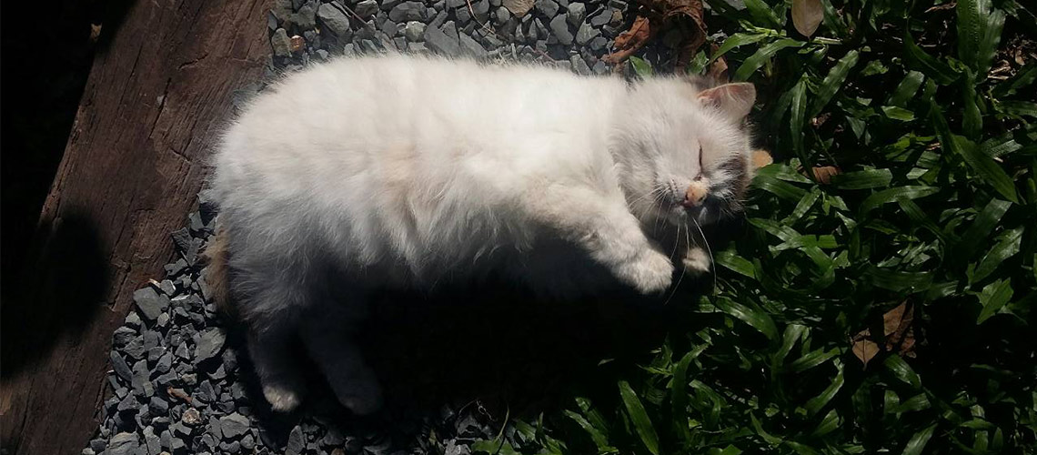 พะโล้ : จากแมวสาวขาวอ้วนอินดี้ สู่แม่แมวเลี้ยงเดี่ยววิถีฮิปสเตอร์
