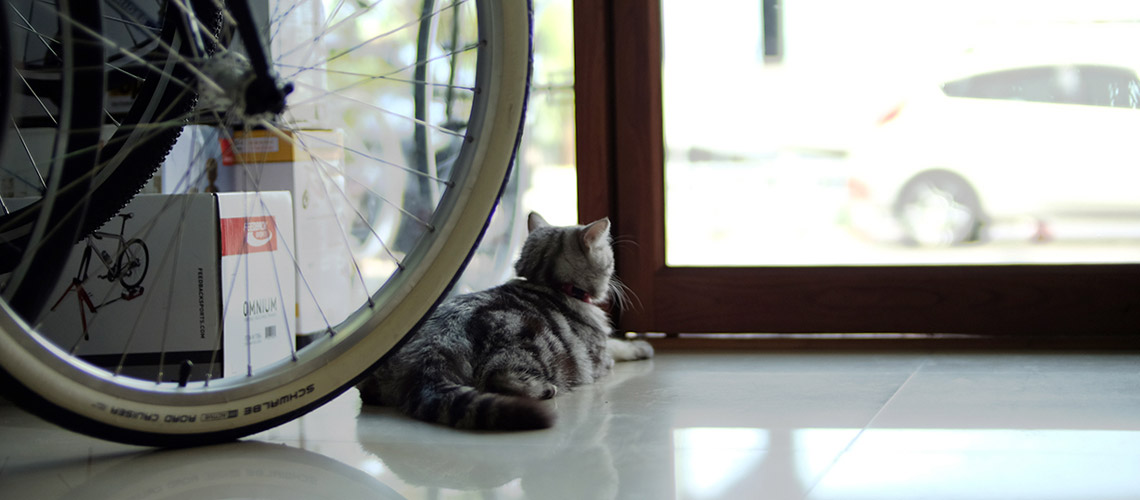 ก้อนทอง : แมวขนฟูน่ารักขวัญใจผู้คนร้านจักรยาน
