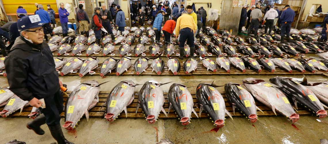 Tsukiji Wonderland : ความสัมพันธ์แสนอร่อยของเหล่าผู้คนในตลาดปลาสึกิจิ