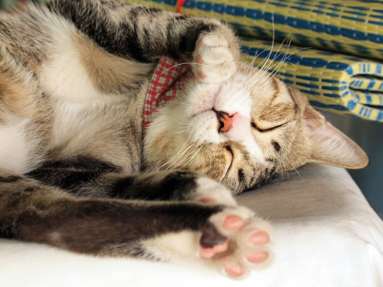 ฝน : แมวลายสลิดที่ชอบอ้อนแต่อย่ามาอุ้มนะ! – A Day Magazine