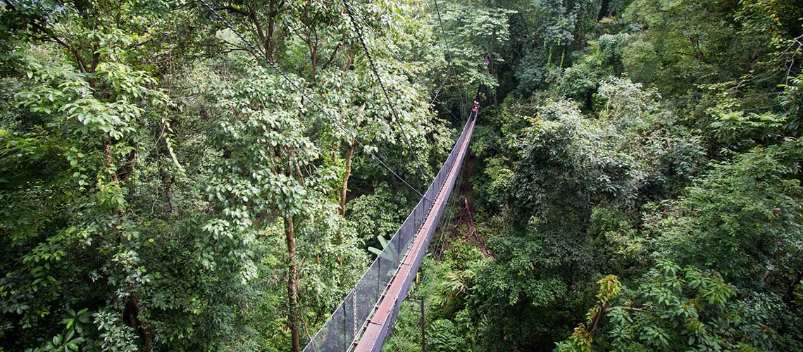 Doi Tung Tree Top Walk : โปรเจกต์ทางเดินต้นไม้ช่างคิดแห่งสวนแม่ฟ้าหลวง