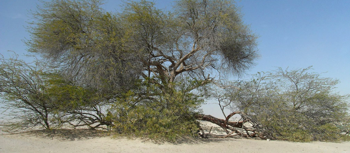 Tree of Life : ต้นไม้เดียวดายกลางทะเลทรายในบาห์เรน