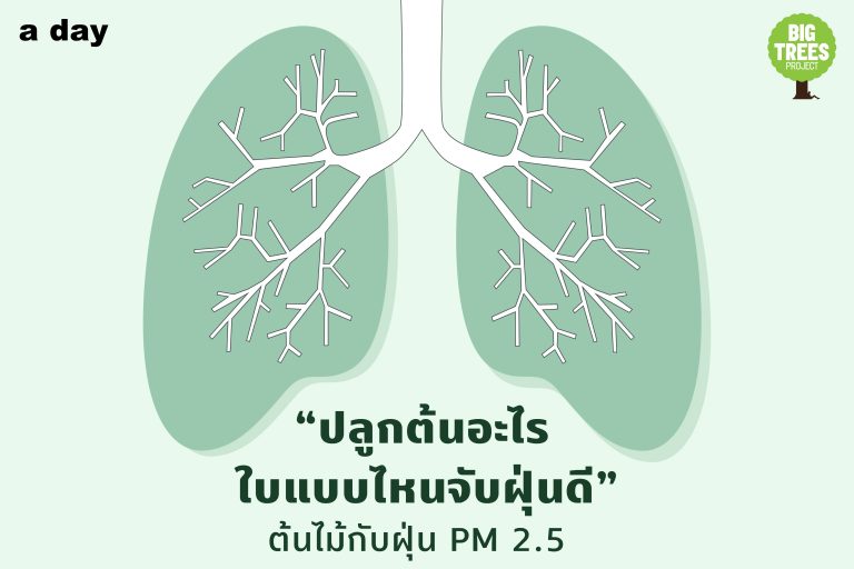 “ปลูกต้นอะไร ใบแบบไหนจับฝุ่นดี” ต้นไม้กับฝุ่น PM 2.5