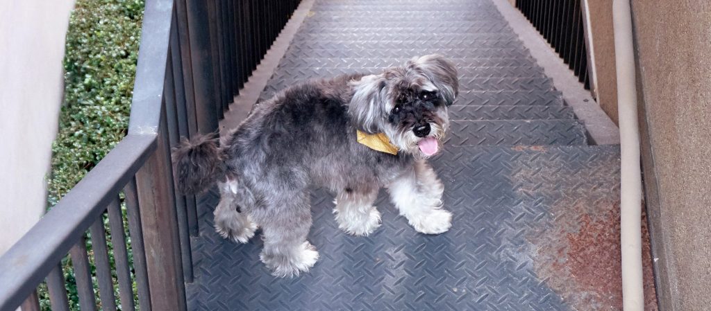 ปลาดุก : น้องหมาชเนาเซอร์ ตัวแสบประจำโฮมสตูดิโอหนุ่มนักดนตรี นิค วง temp.