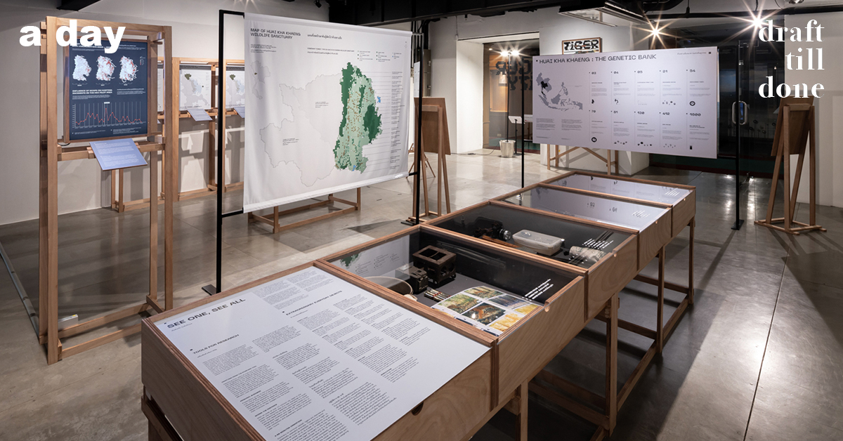 TIGER CITY นิทรรศการ data visualisation ที่บอกว่าแม้แต่คนเมืองก็อนุรักษ์ห้วยขาแข้งได้