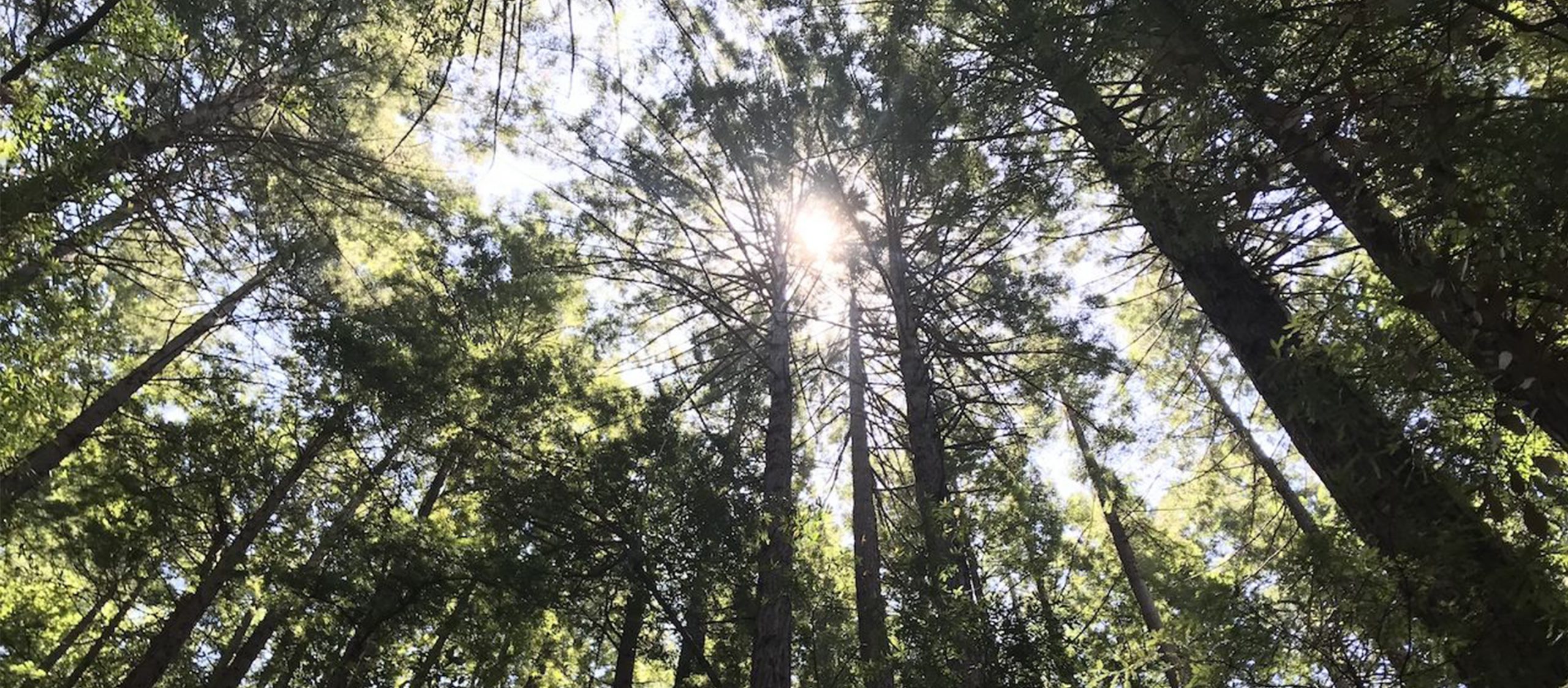 พักใจใน Muir Woods National Monument ป่าไม้แดง 600 กว่าปีที่ซานฟรานซิสโก