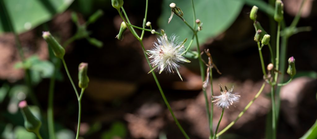 'ภาวิณี ไชยภาค' กับธนาคารเมล็ดพันธุ์ ความหลากหลายแห่งชีวิตที่ผลิตได้เอง