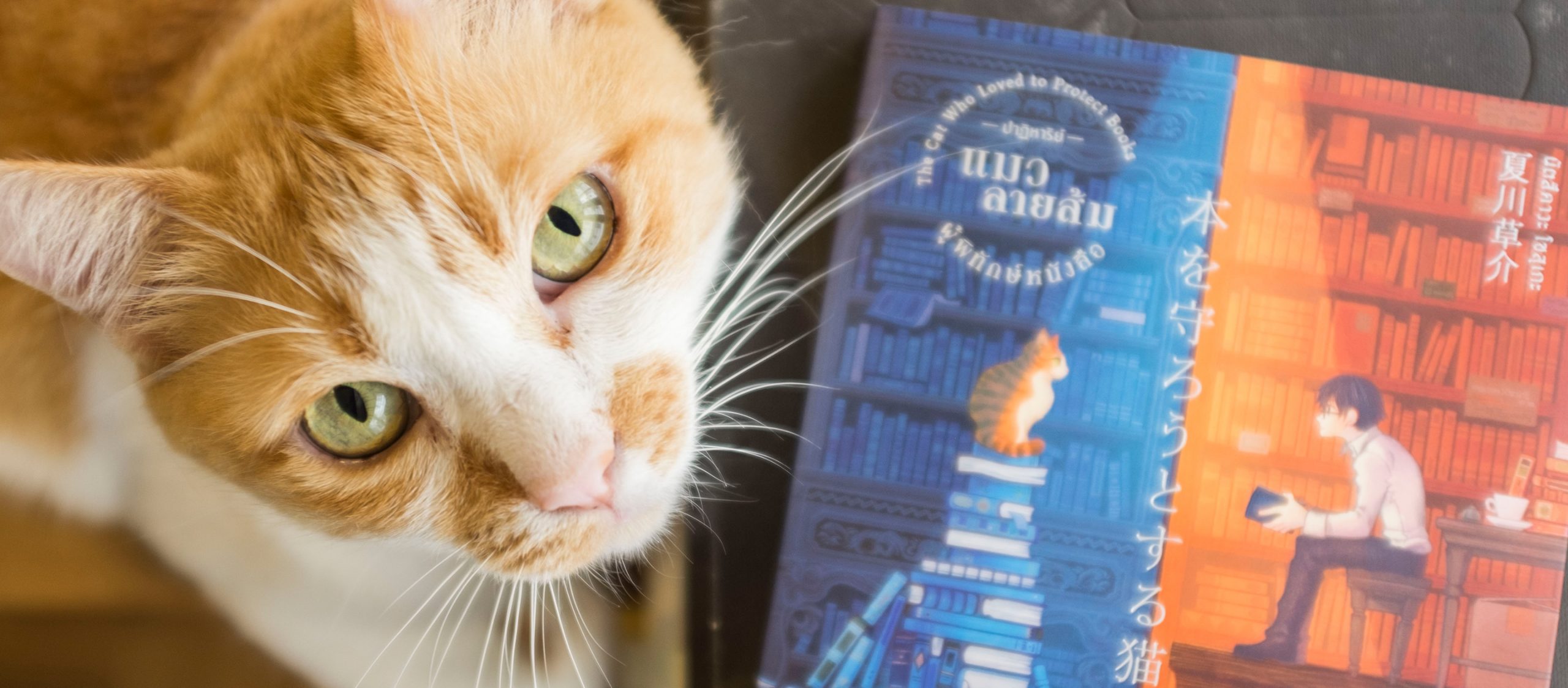 &#8220;อ่านหนังสือไปทำไม&#8221; ใคร่ครวญตัวเองไปกับเด็กหนุ่มและเจ้าแมวใน ปาฏิหาริย์แมวลายส้มผู้พิทักษ์หนังสือ