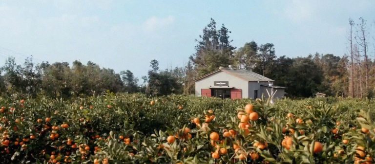 ‘นอนบ้านโบราณ กินบรันช์ที่สวนส้ม’ บินไป staycation ที่เกาหลีใต้ผ่านรายการวาไรตี้