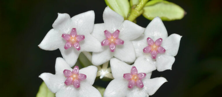 Thai Plant Names แอพพลิเคชั่นนักพฤกษศาสตร์ที่มีข้อมูลพรรณไม้กว่าหมื่นชนิด