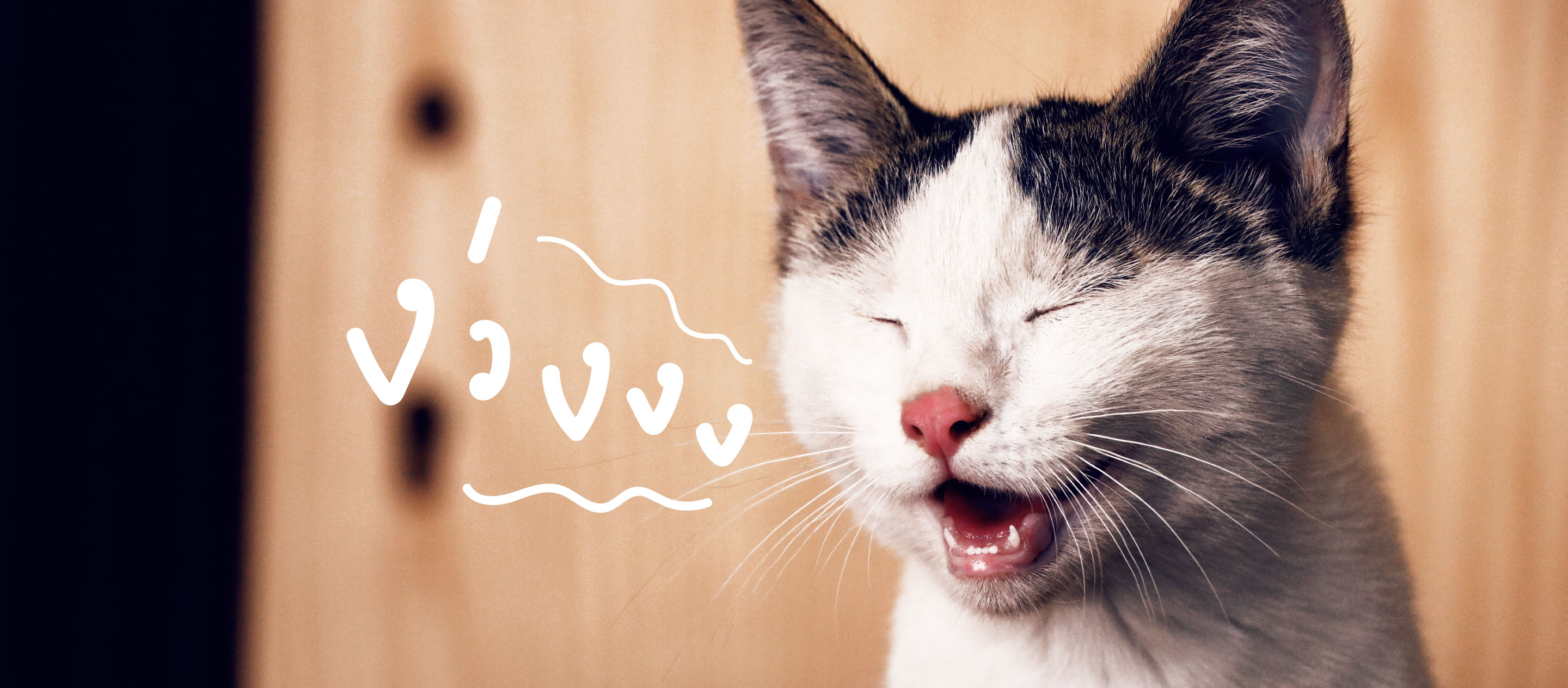 Meowtalk แอพพลิเคชั่นแปลภาษาแมวที่จะทำให้มนุษย์กับเจ้าเหมียวเข้าใจกันมากขึ้น  – A Day Magazine