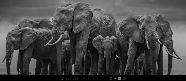 The Circle of Life หนึ่งในภาพสัตว์ป่าที่ดังที่สุดของ David Yarrow | One Pic EP.10
