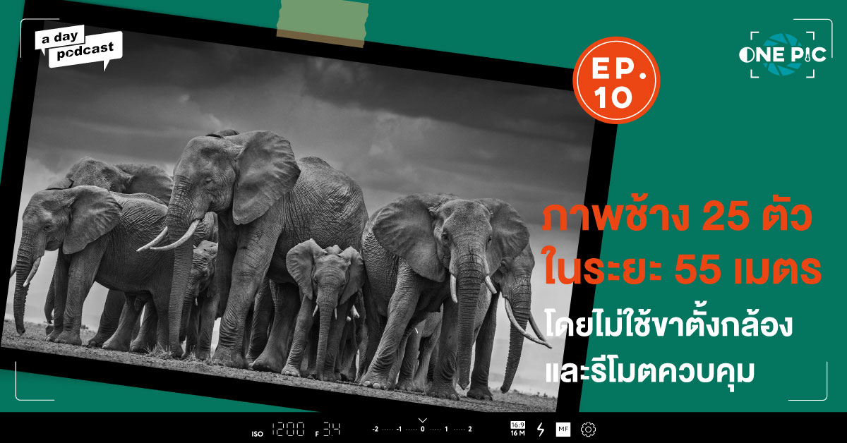 The Circle of Life หนึ่งในภาพสัตว์ป่าที่ดังที่สุดของ David Yarrow | One Pic EP.10