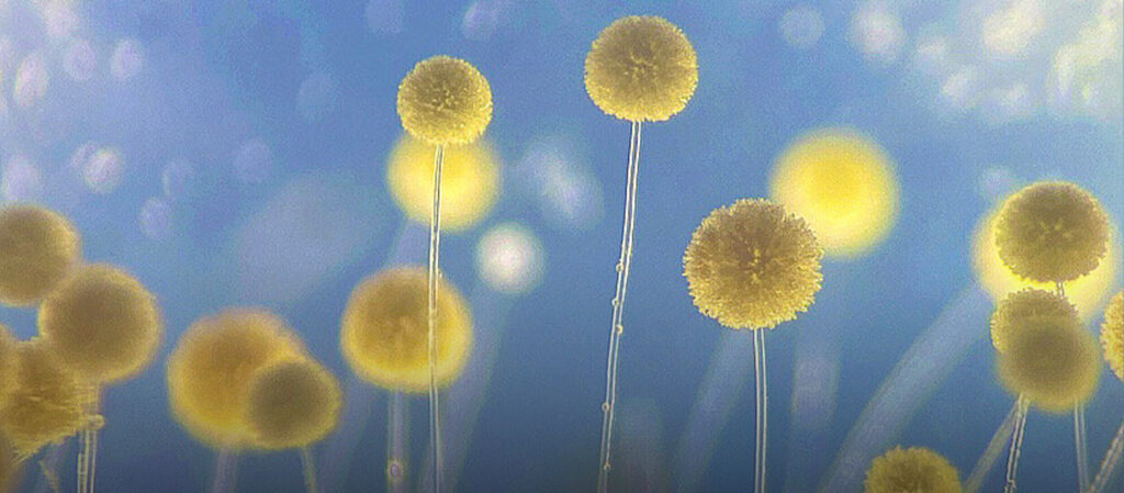 เมื่อเห็ดราดูน่ารัก! รู้จัก Microbial Art ศิลปะจากเห็ด รา และสารพัดแบคทีเรีย