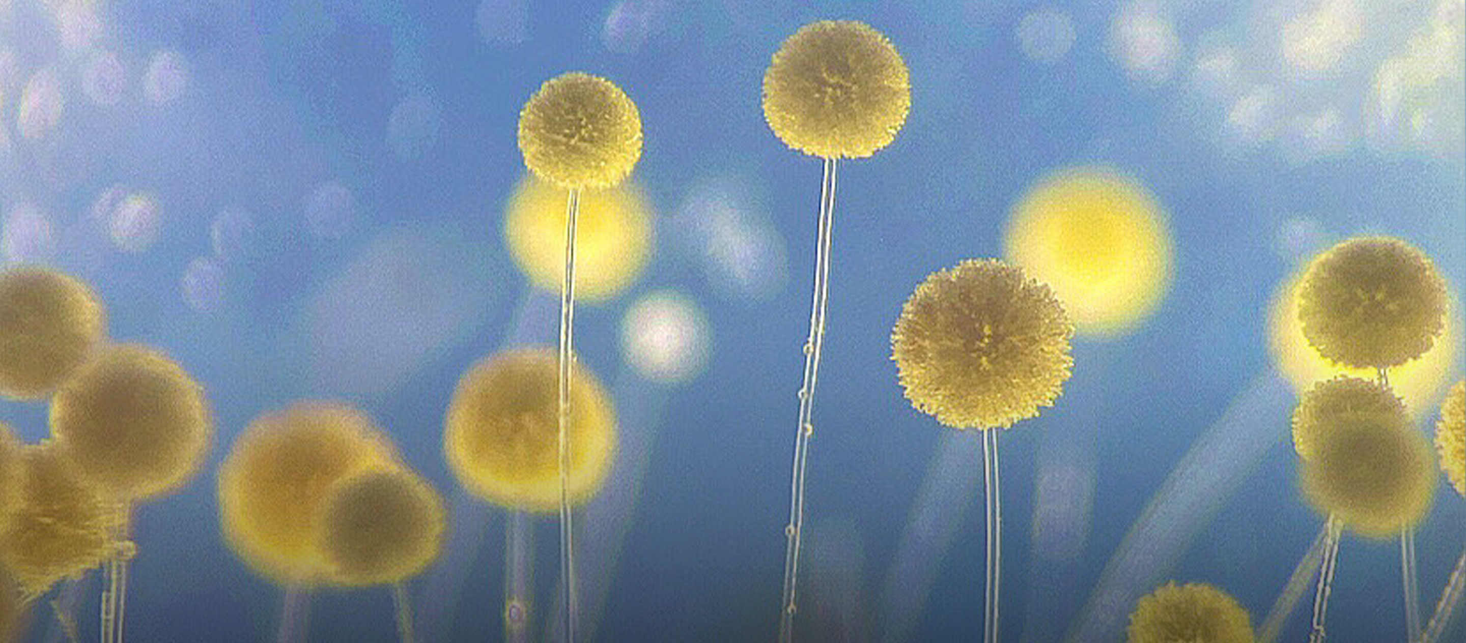 เมื่อเห็ดราดูน่ารัก! รู้จัก Microbial Art ศิลปะจากเห็ด รา และสารพัดแบคทีเรีย