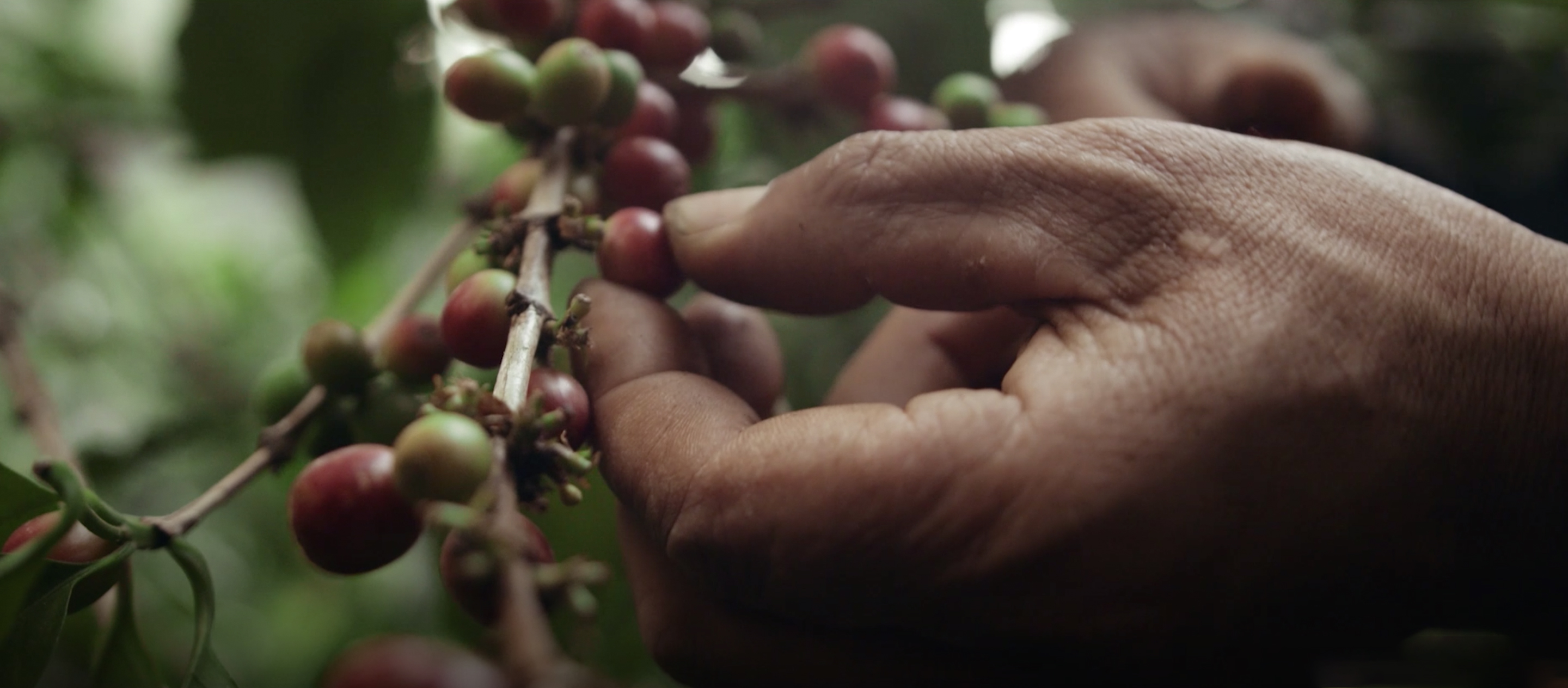 Café Amazon Drip Coffee Pha lung กาแฟ drip bag ที่อยากพัฒนาคุณภาพชีวิตเกษตรกร ผ่านกาแฟรสชาติดีพกพาสะดวกไปพร้อมๆ กัน
