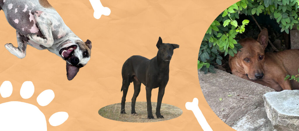 Dogcumentary พื้นที่หลบภัยทางใจในคืนสิ้นปี ฉบับหมาจรใจอิ๋ง