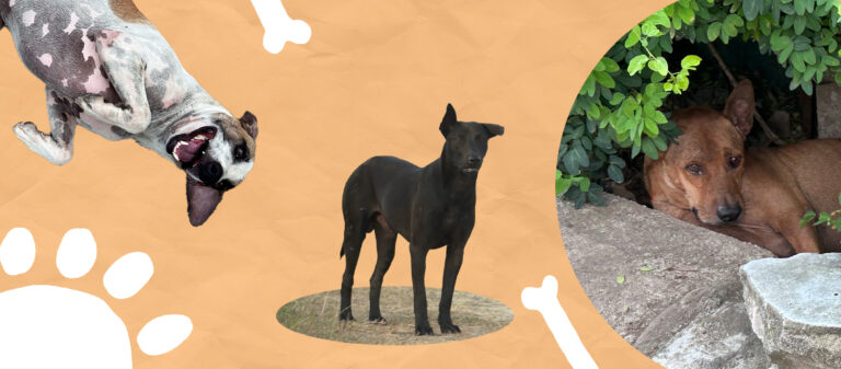Dogcumentary พื้นที่หลบภัยทางใจในคืนสิ้นปี ฉบับหมาจรใจอิ๋ง